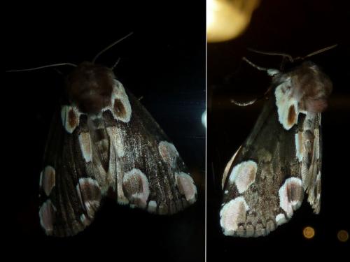 Réf. 183 808 : Thyatira batis
